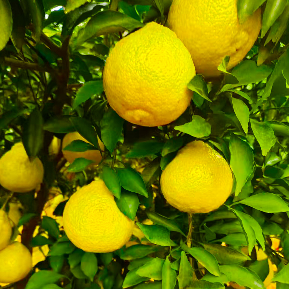 榕江黄金柚纯甜爆汁礼盒新鲜水果当季整箱发货