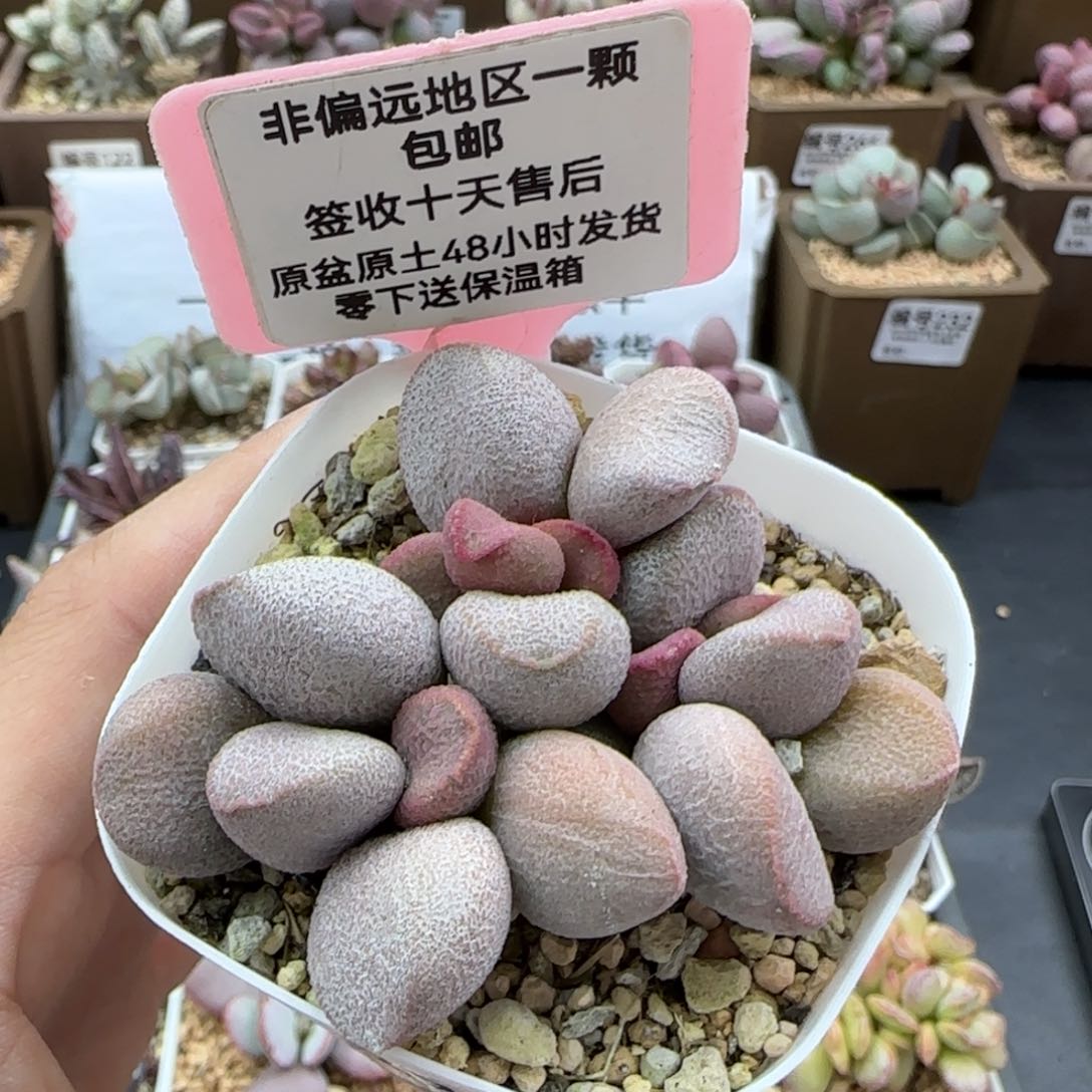 275甜心多肉植物
