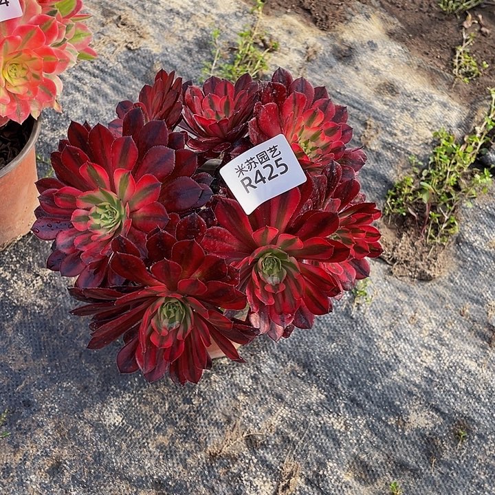 425多肉植物的生长