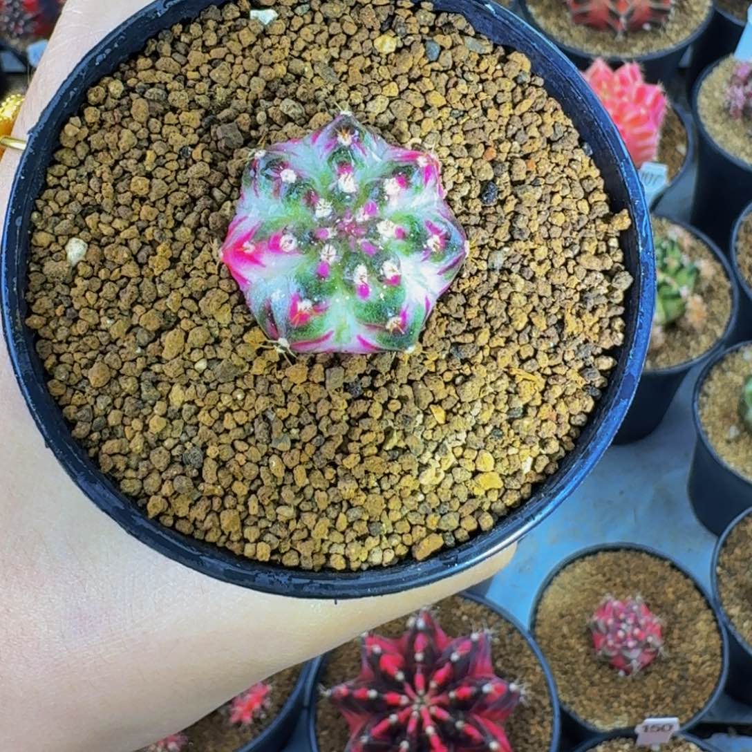 米哈星球000000000000688