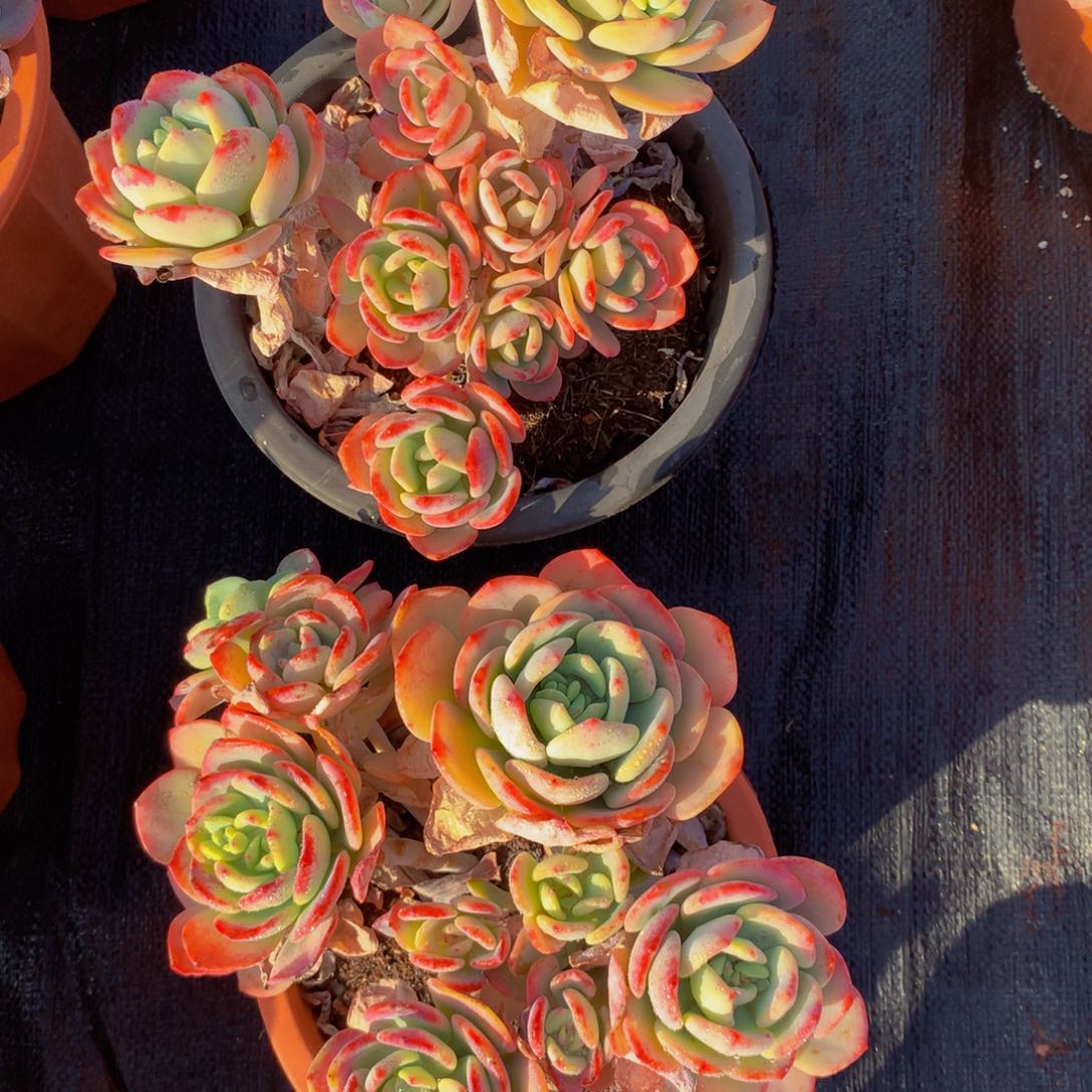 快***康白月光群多肉植物