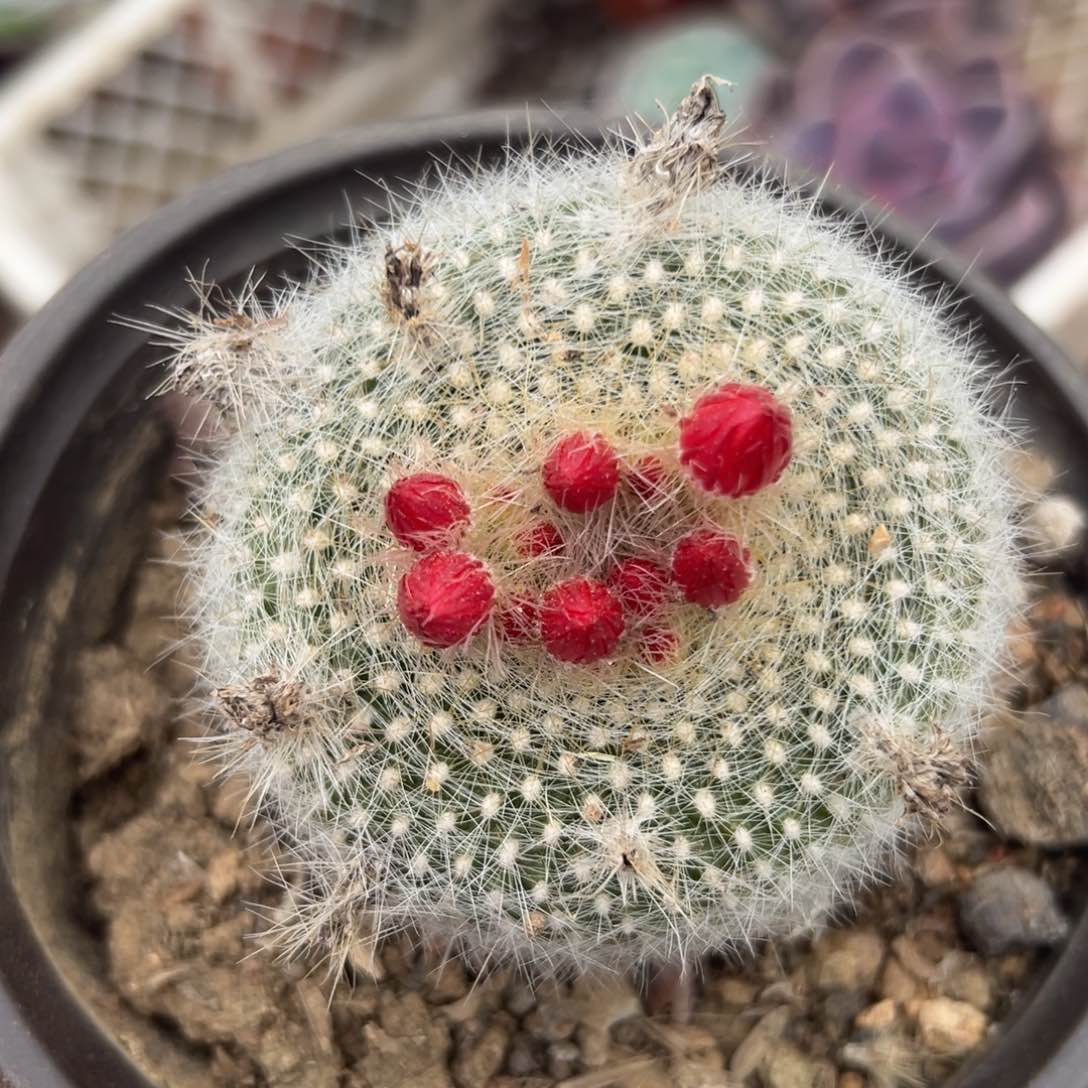 多肉植物多肉植物