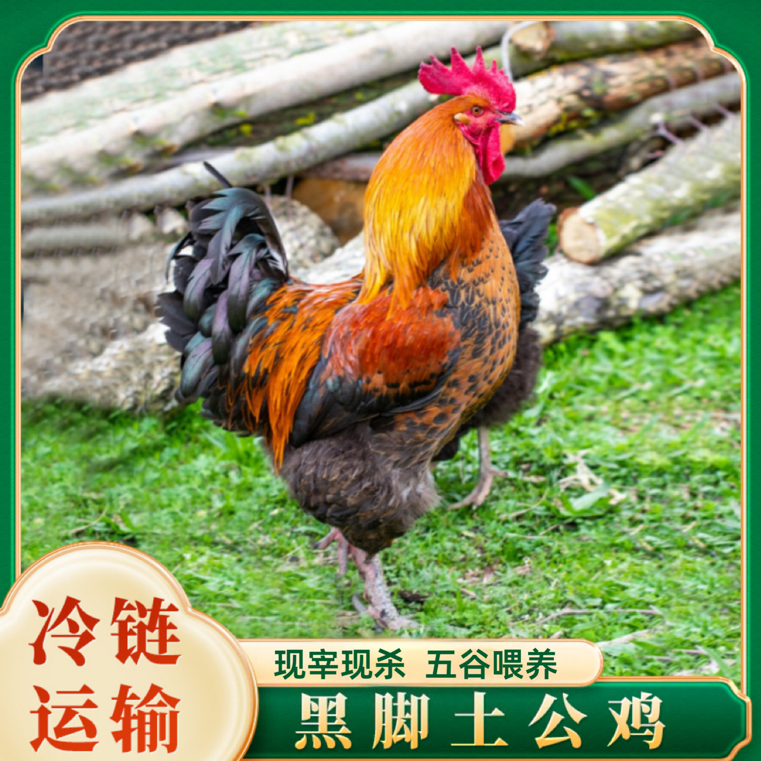 【山里人】放养黑脚公鸡 肉质鲜嫩 2只净重9.4斤