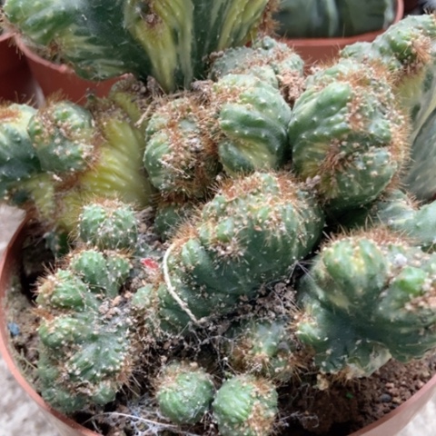 彩善意仙人球15米