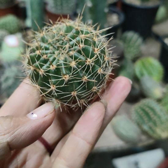仙人球彩草红娇媚侧芽福利