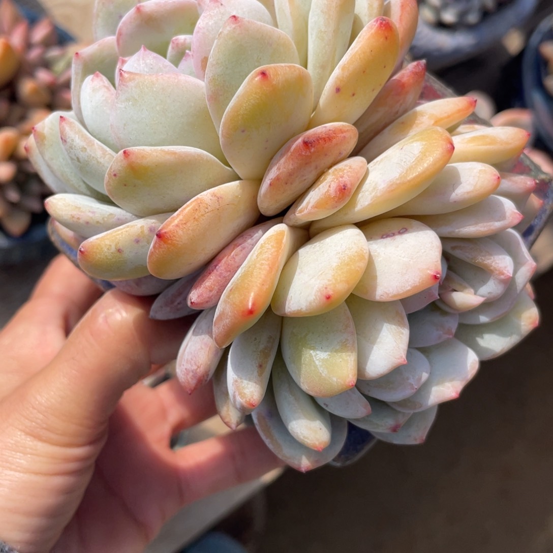 多肉植物多肉植物