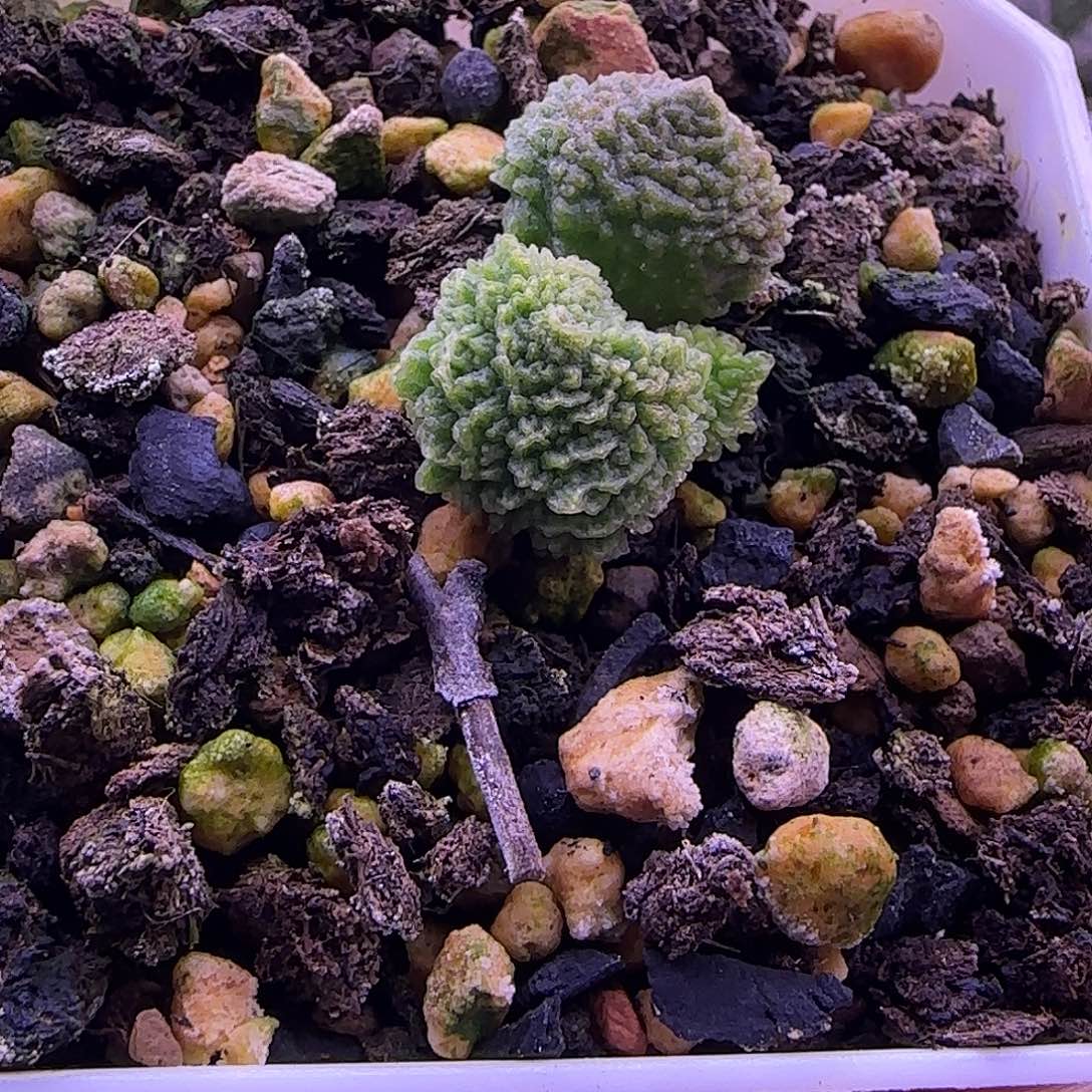 实生新品，一物一拍