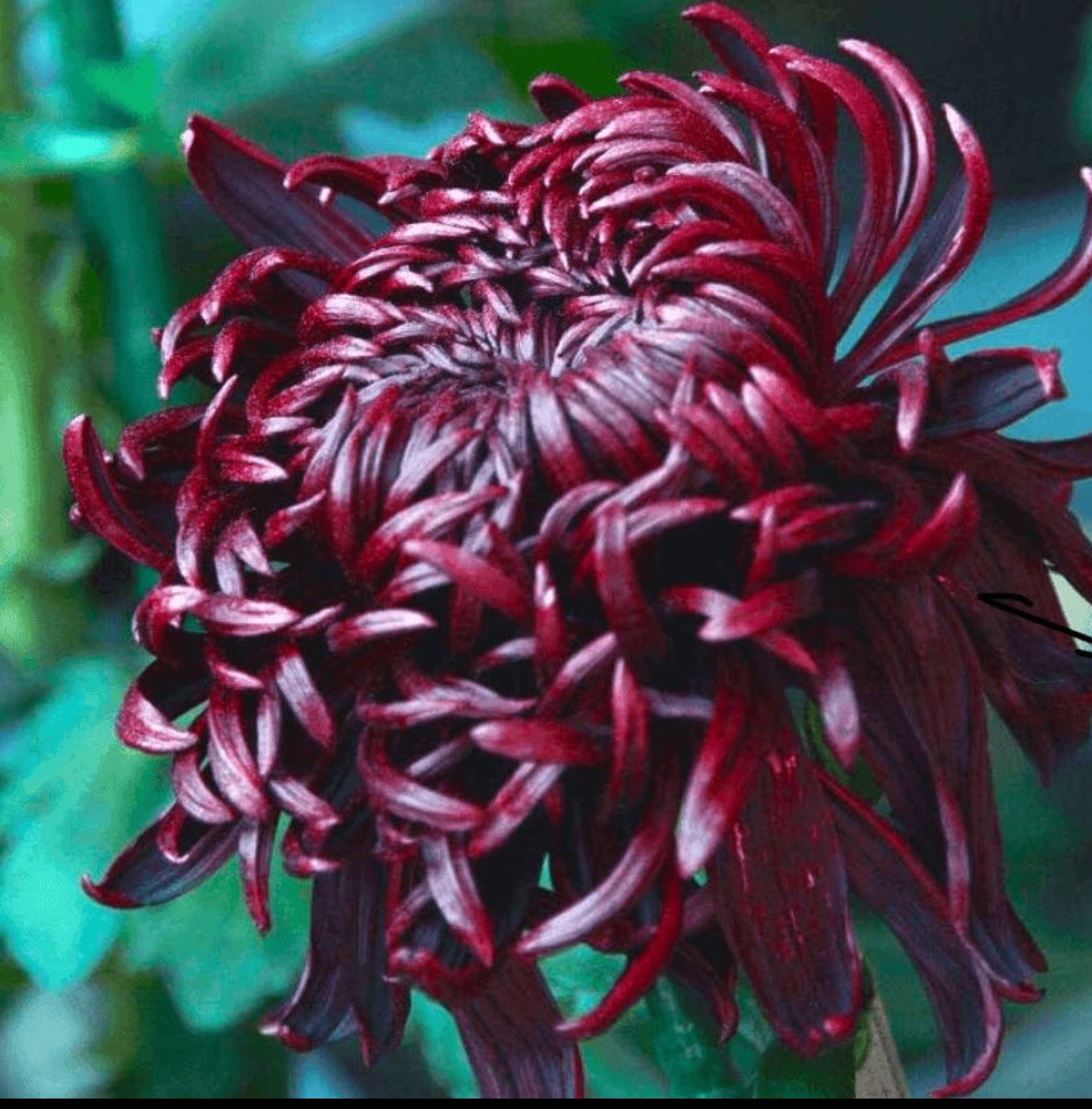 九月大花菊《墨菊》（带花苞）菊花大苗 新老花友福利