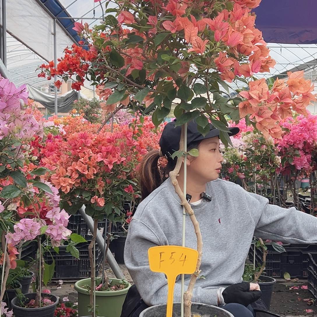 憧***年大部分花苞少量开放F54酒红