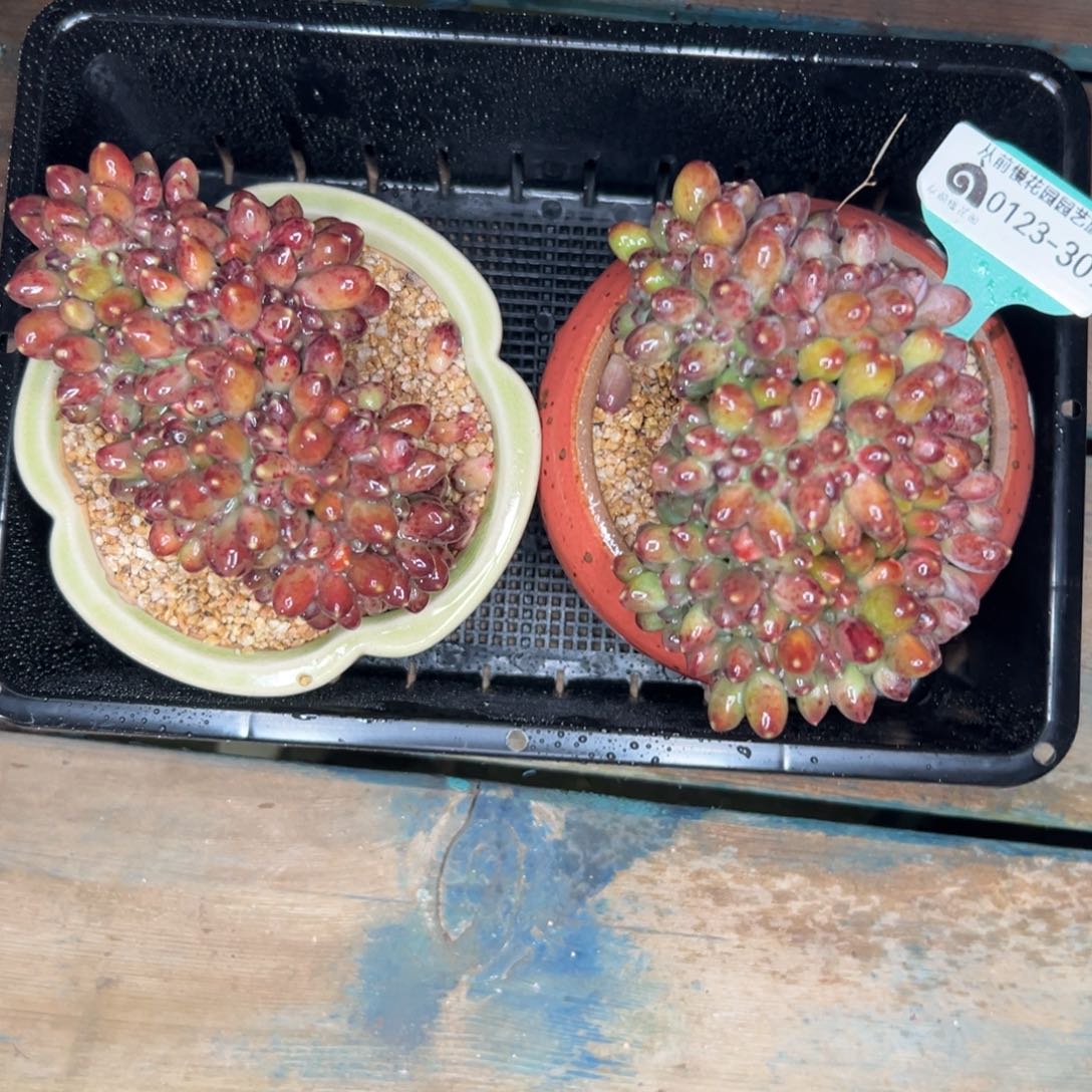 多肉编号0123-309