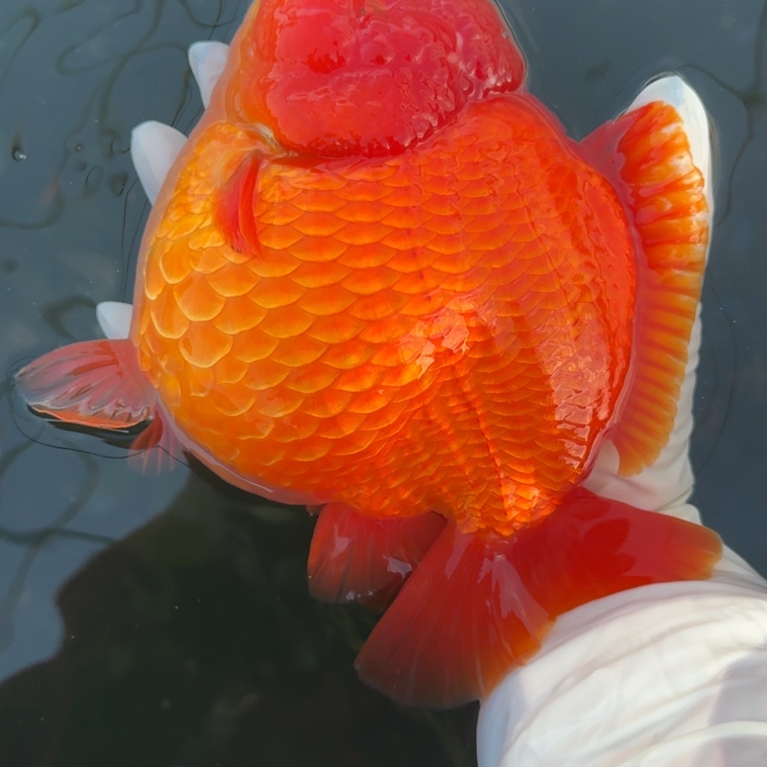 金鱼将军红白大红