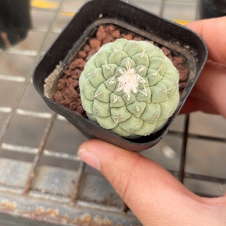 我也不知道我为什么要这样