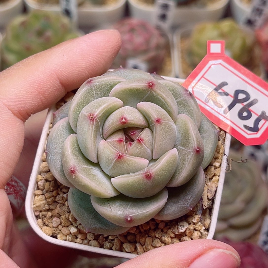 K965一物一拍 橄榄油