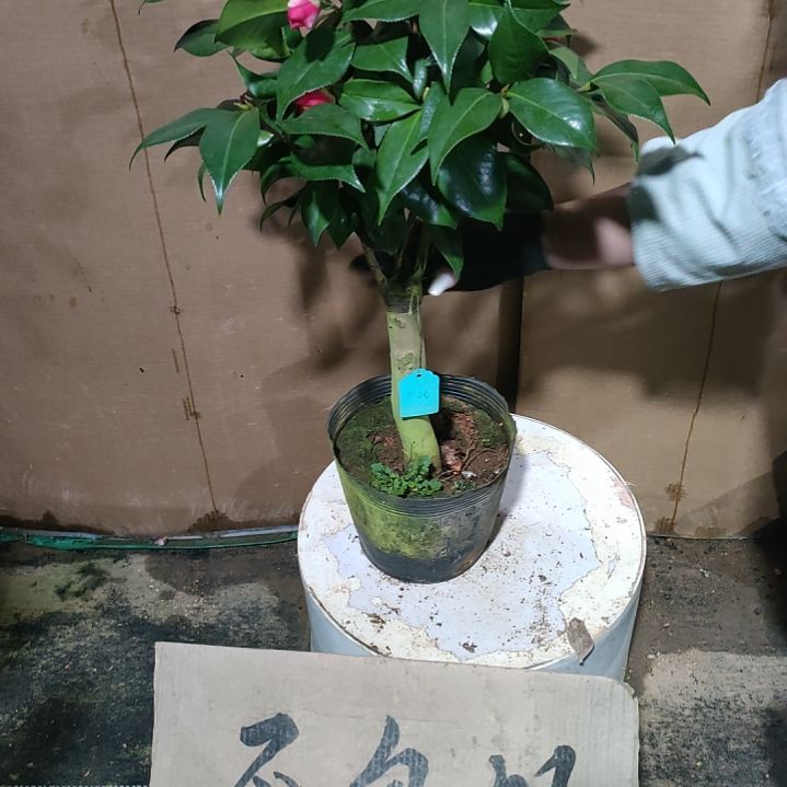 995祝之孟，原盆原土，不包邮