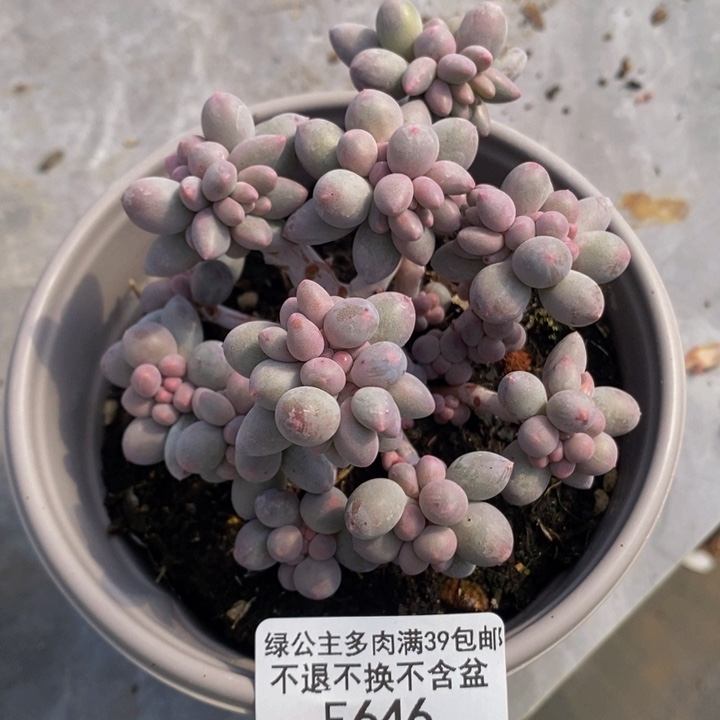 香水手指奶10cm646多肉植物