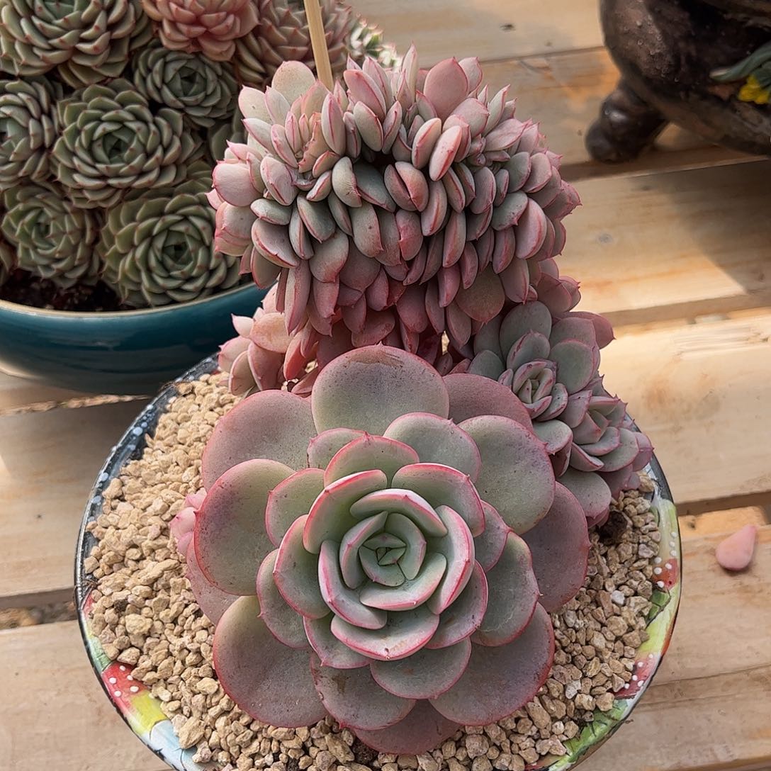 m**k寄养链接的肉肉是不是这些都是这样