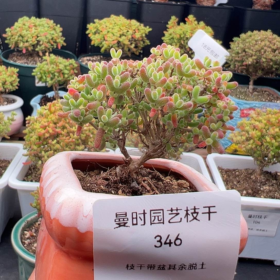 346号密橘糖球12:6多肉