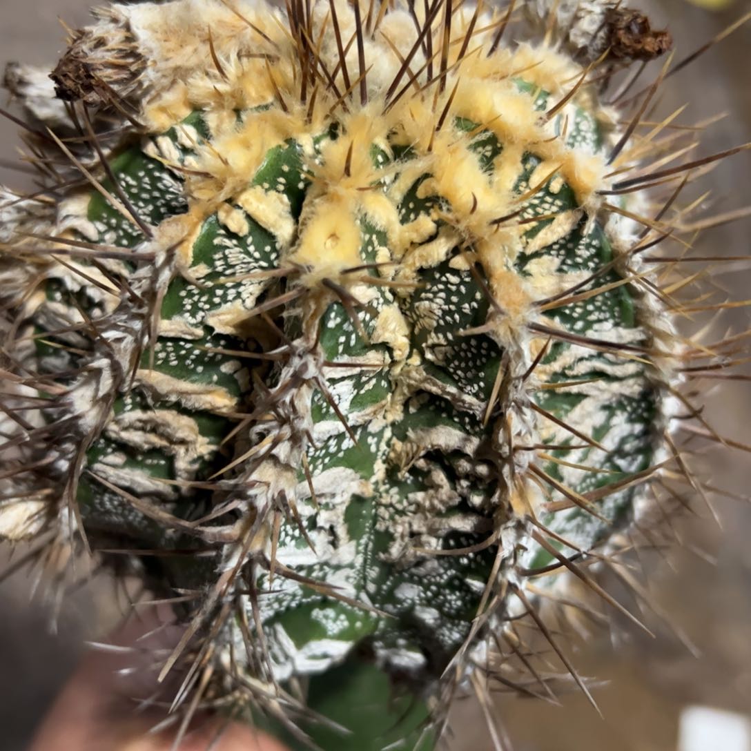 斑若核桃仙人球585