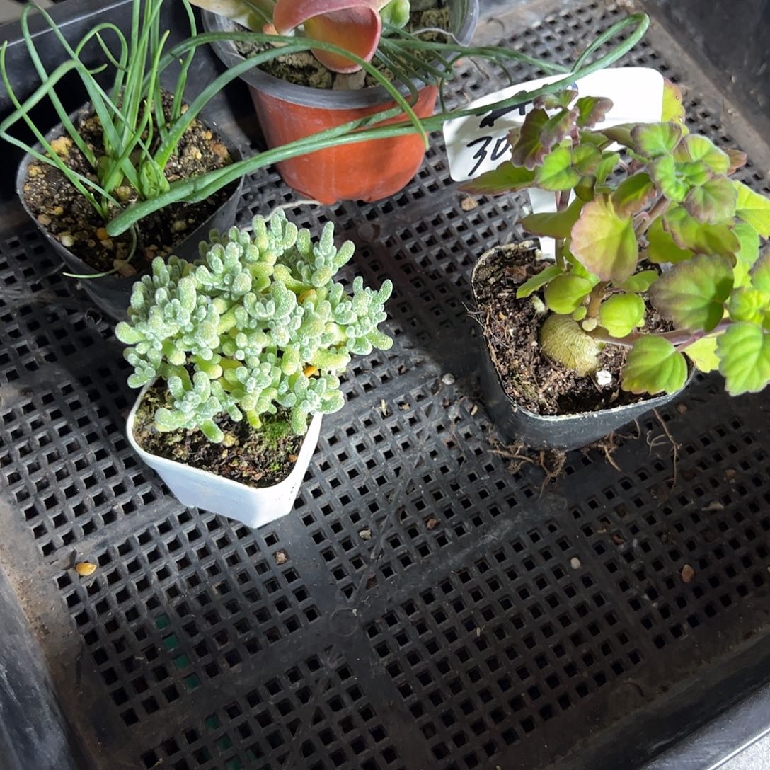 多肉套餐福利上车了以后