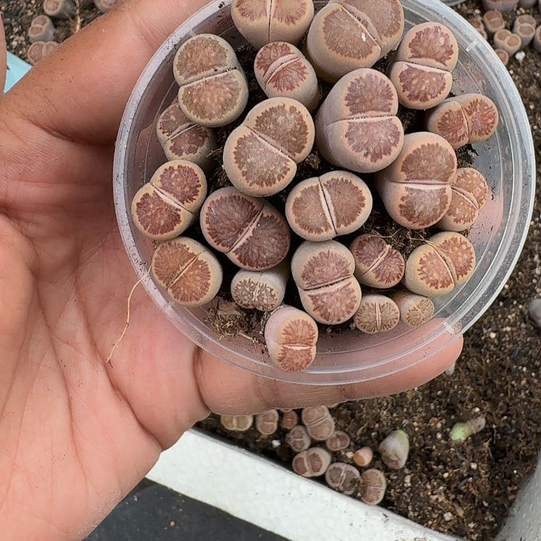 216多肉植物多肉植物