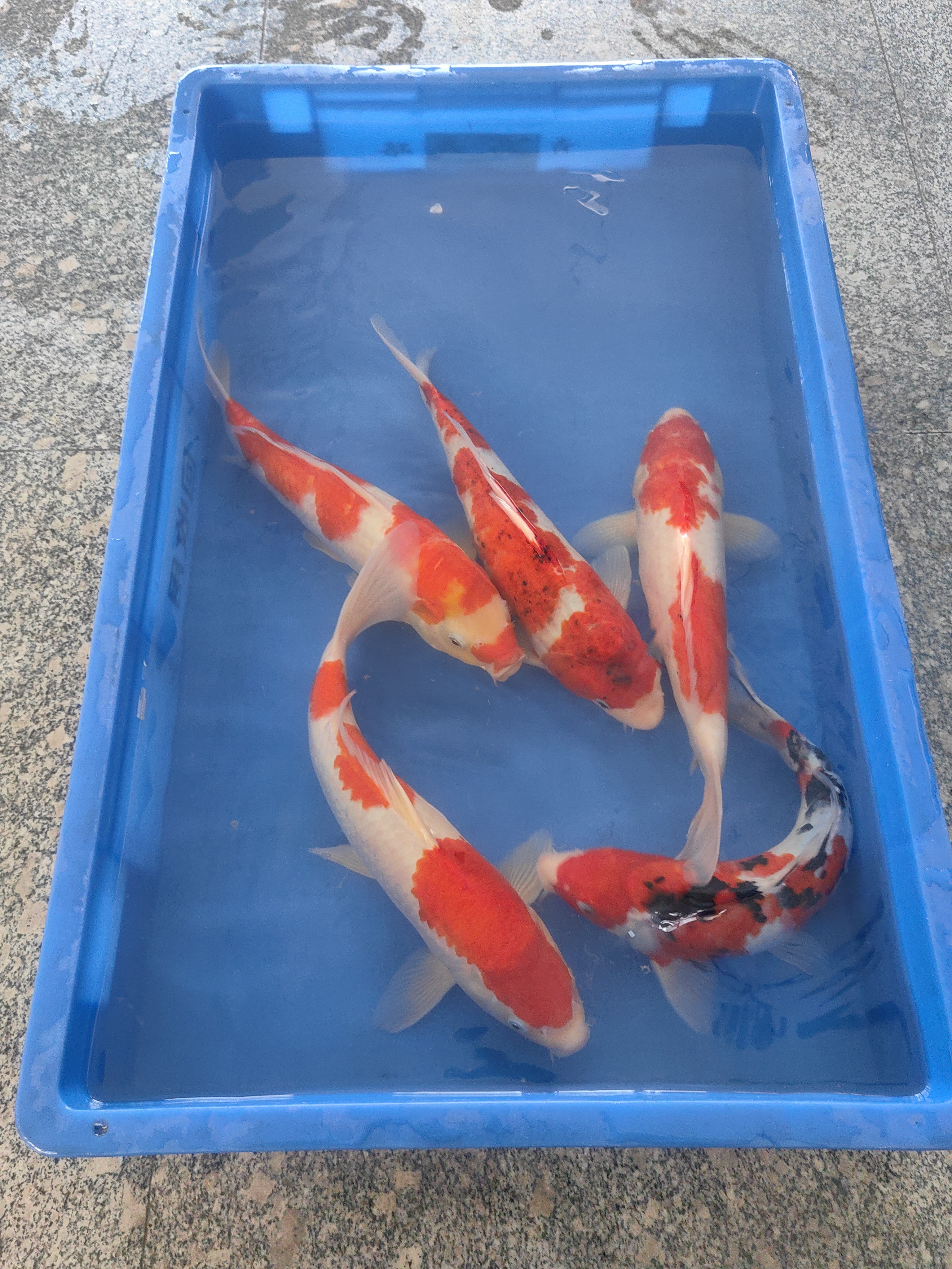 精品纯种红白三色锦鲤冷水观赏鱼耐活好养适合家用