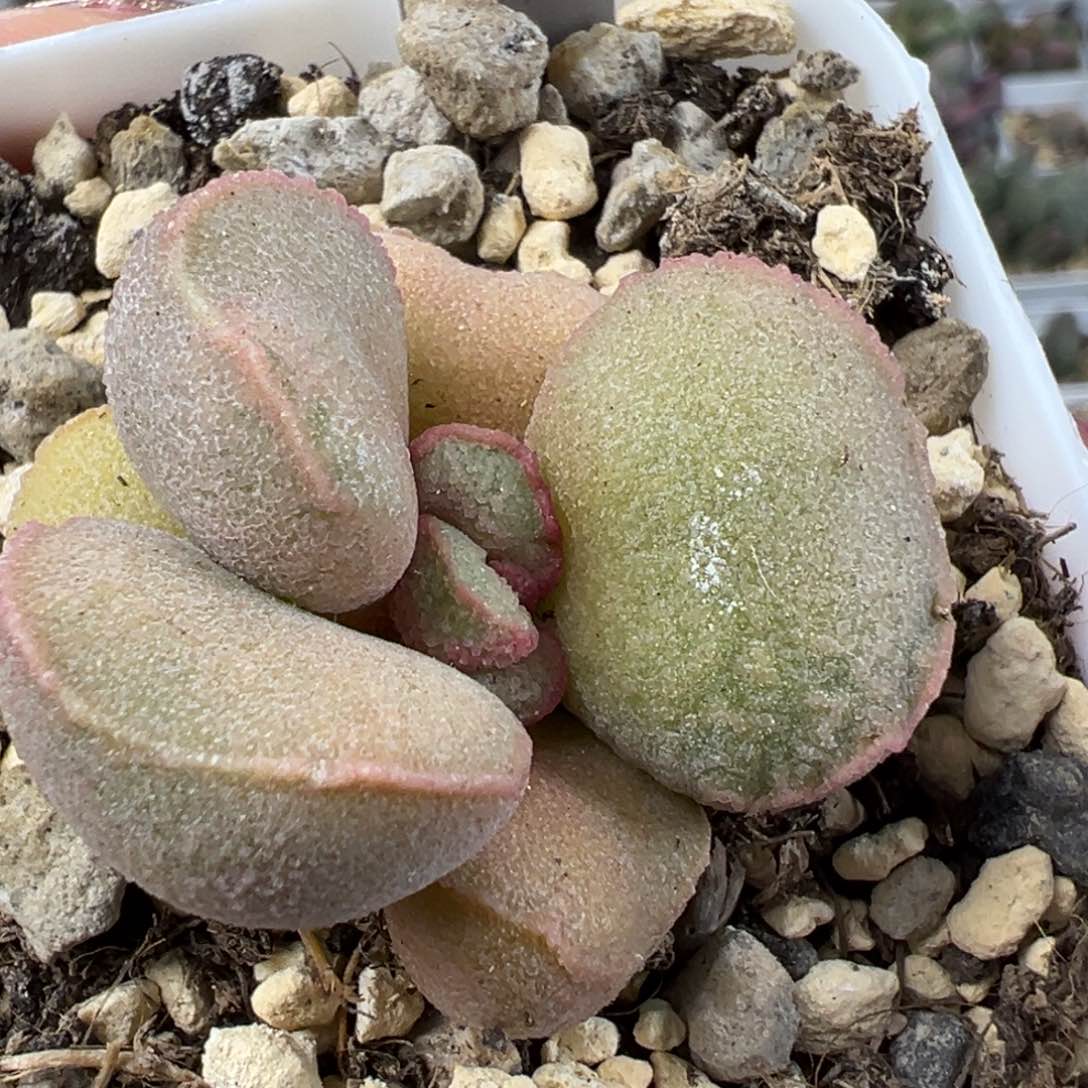 嫦娥磨砂蛋多肉植物水泡