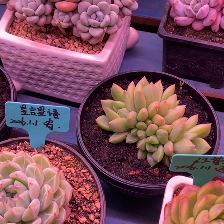 ****橙梦露锦一颗红像牙