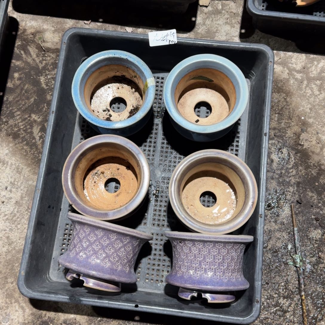 九妹东云烧6个盆100元