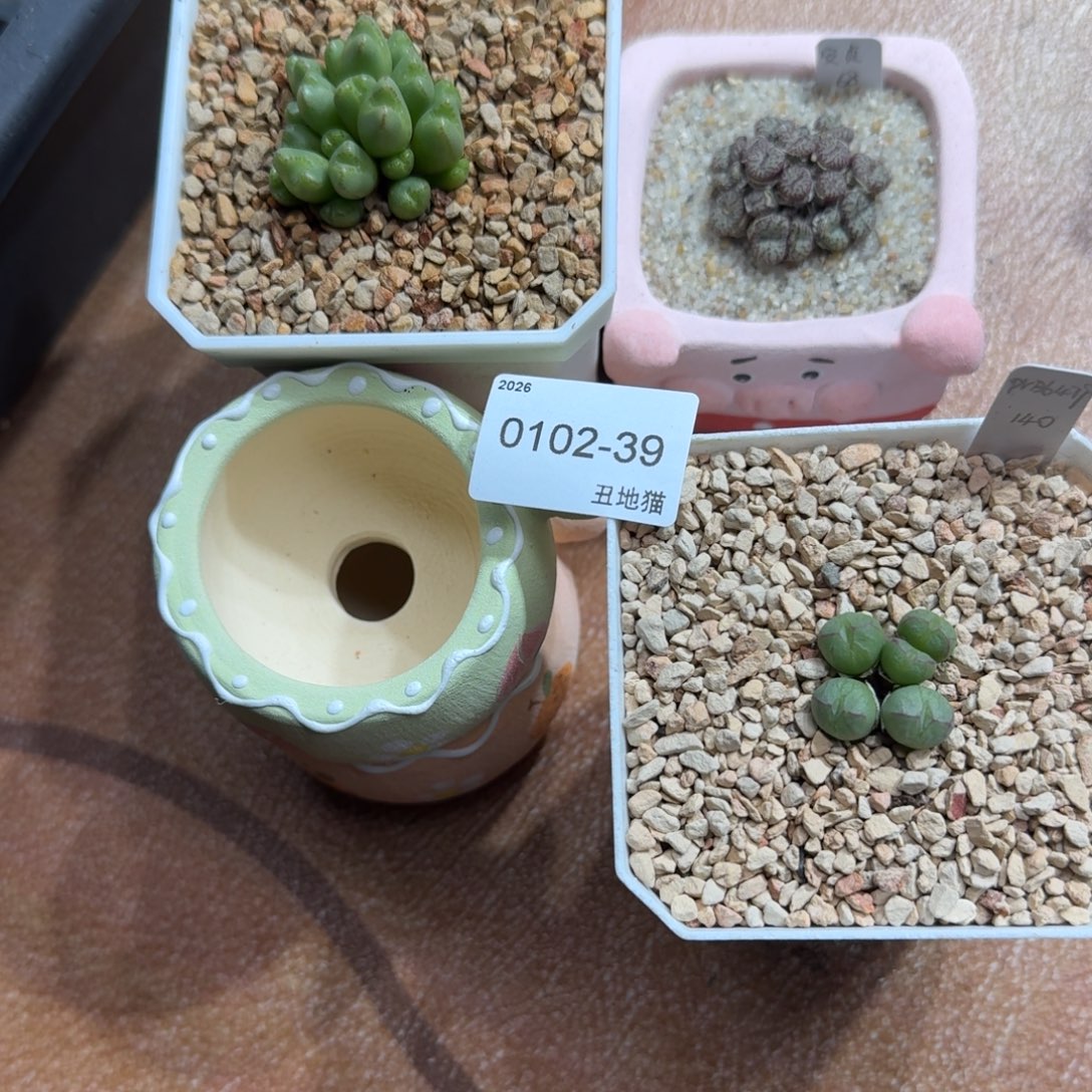 V***a0102-039盆盆盆盆盆