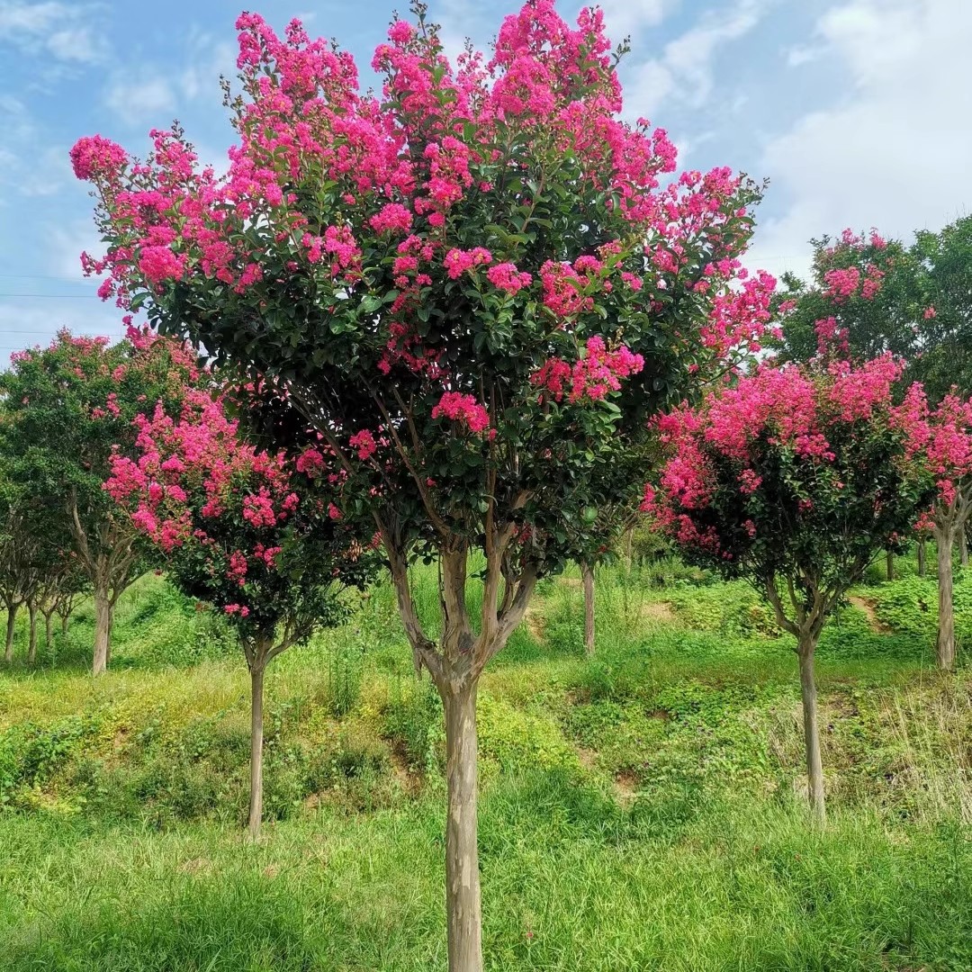 紫薇花百日红盆栽地栽花卉耐寒耐旱