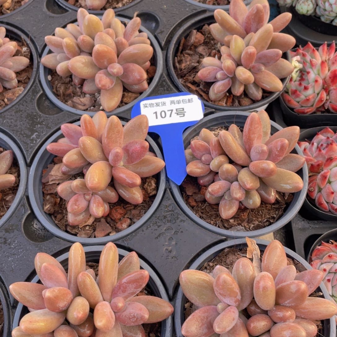 107号 糖果美人多头群一个