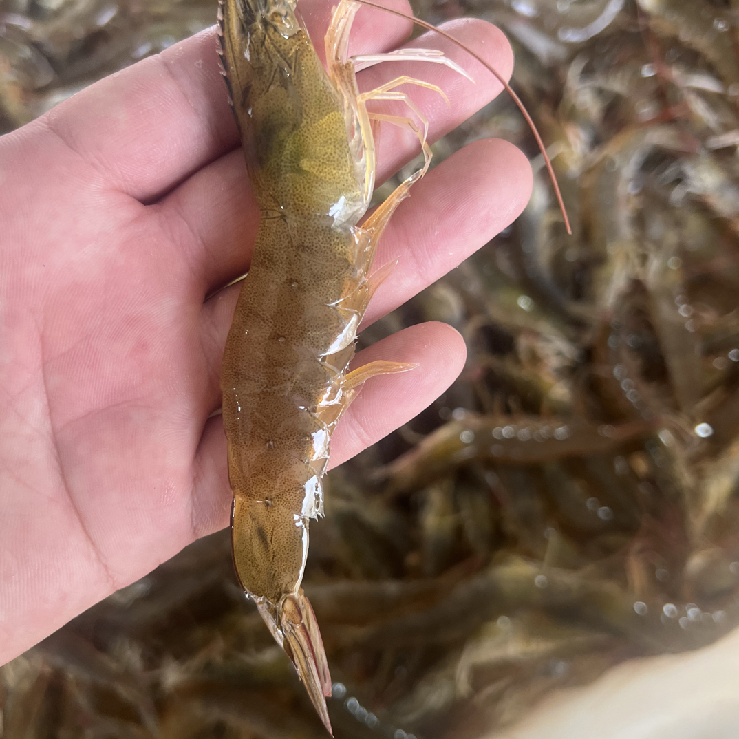 《断氧虾》  汪子虾 一斤称35-45条 5斤装 《有大有小 介意勿拍》