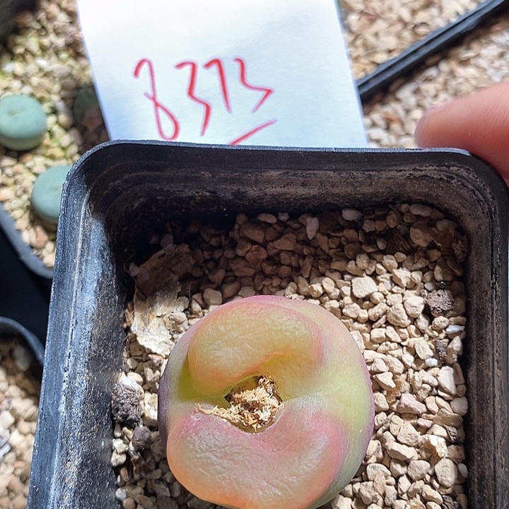 8373。 一颗蟠桃。 
