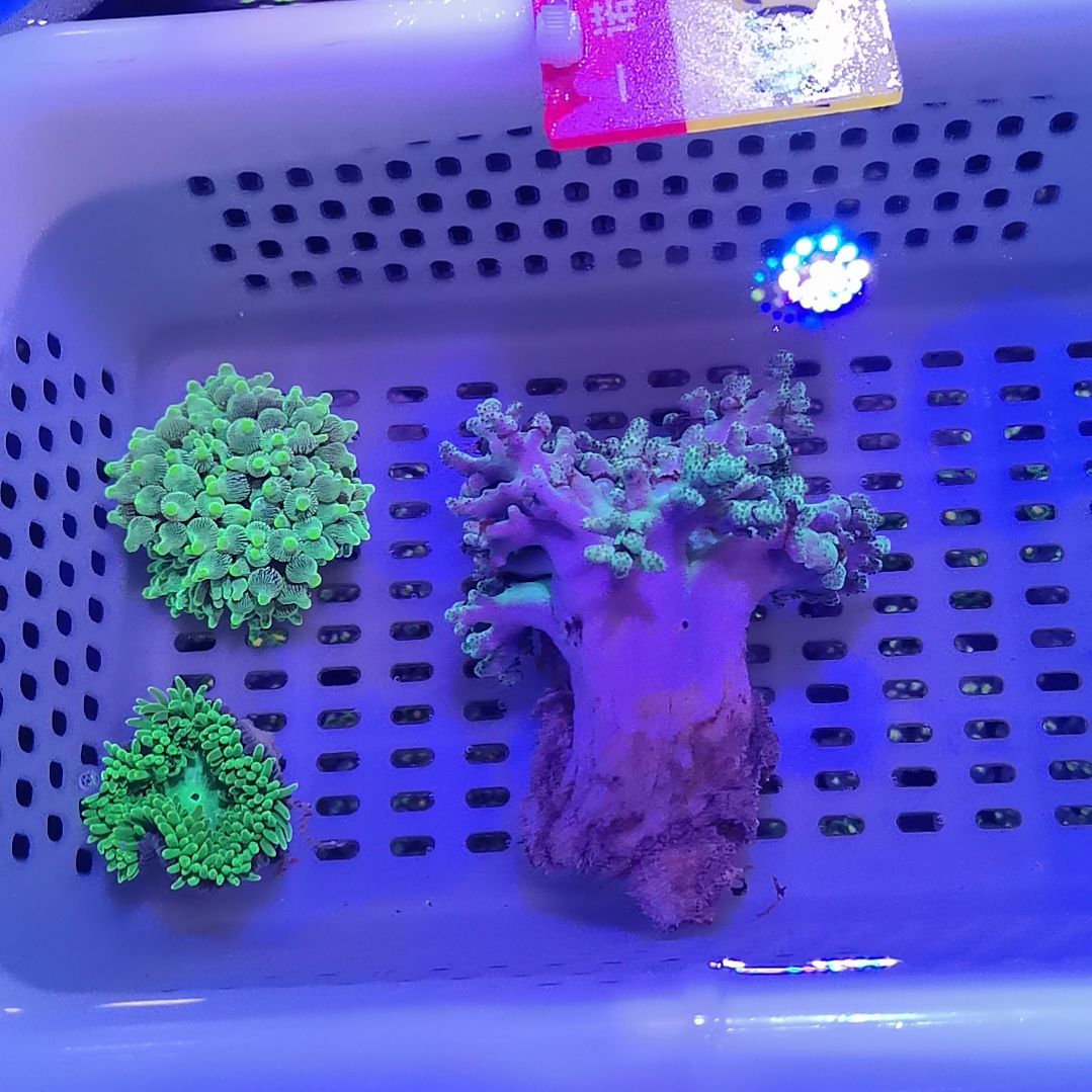 纽扣珊瑚1023套餐