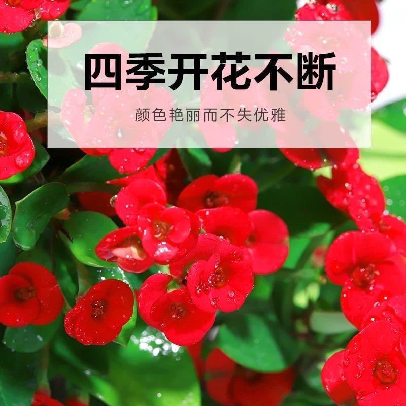 铁海棠带花发货四季开花绿植小常年开花植物虎刺梅