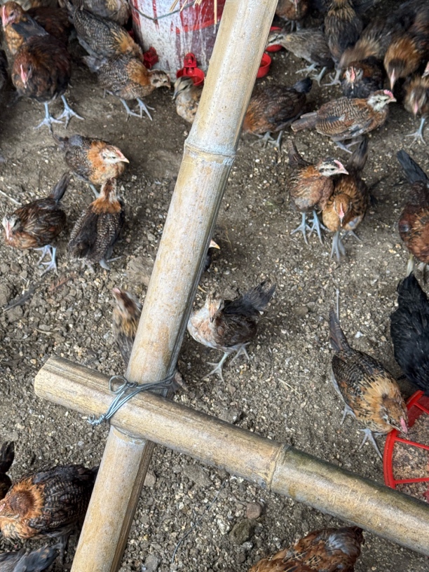 华北柴散养小笨鸡