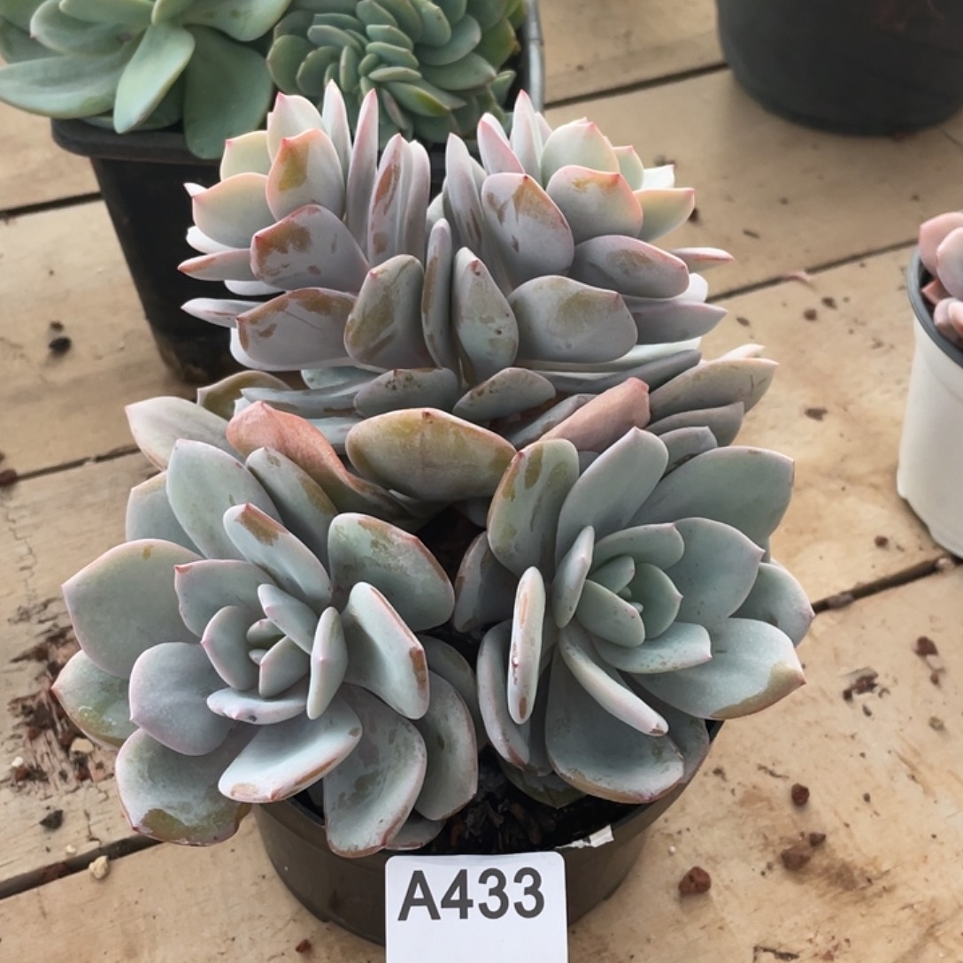 433多肉植物多肉植物