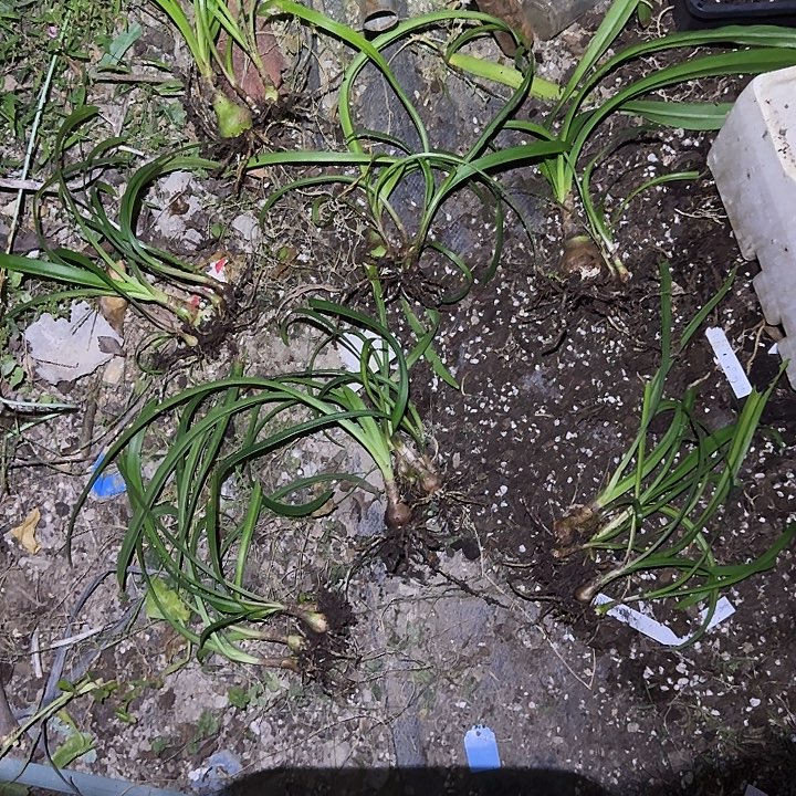 赤蝶朱顶红一组，有单的花友拍