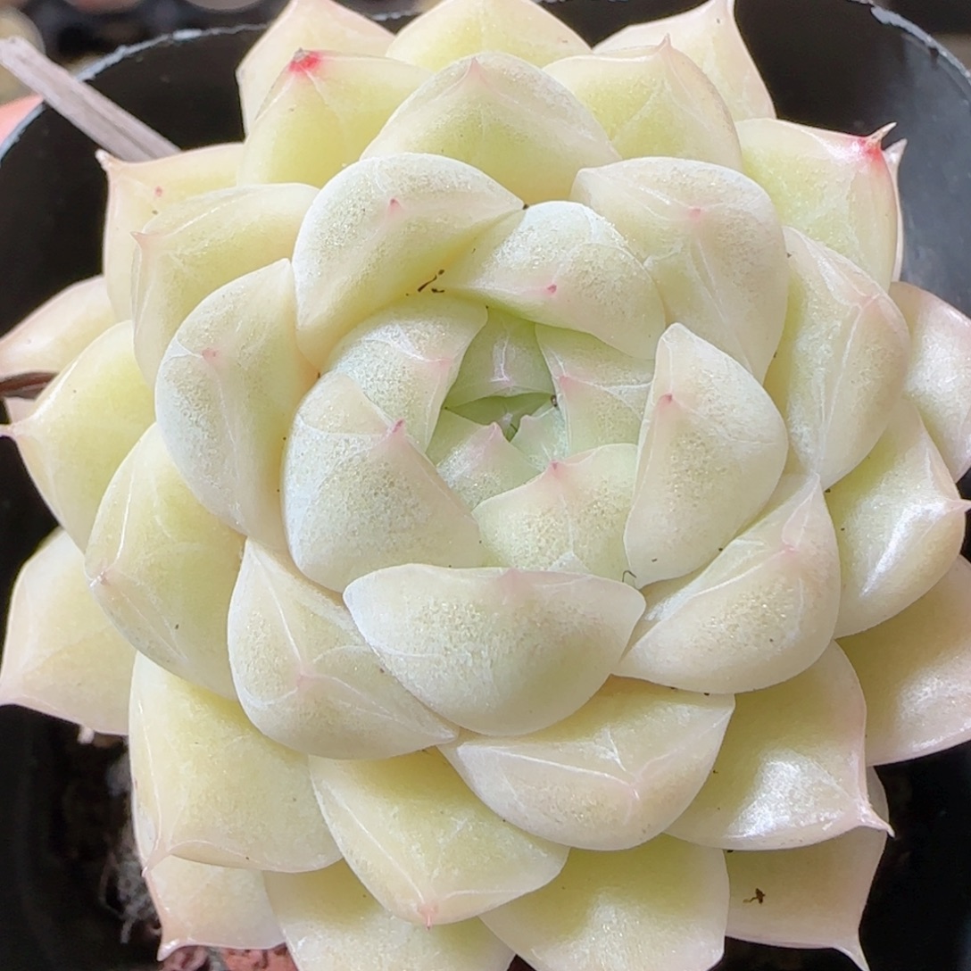 花语多肉1226-140