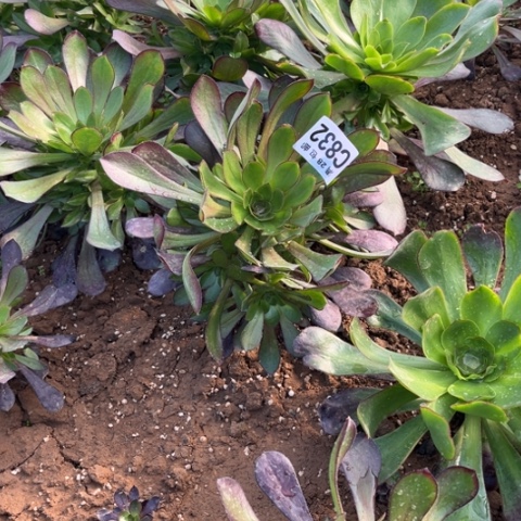 832黑元叶不包断枝