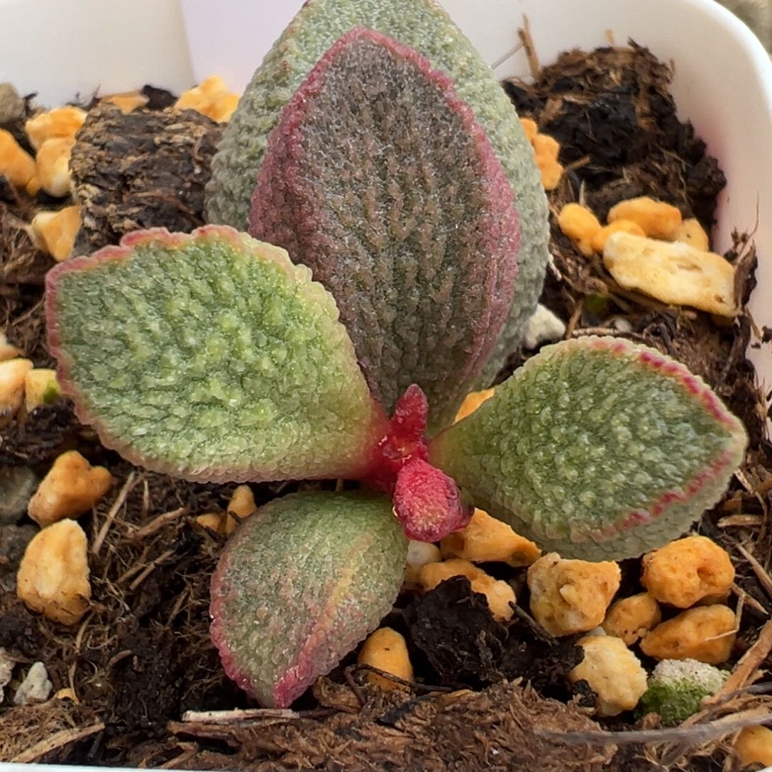 19颗粒纹实生新品