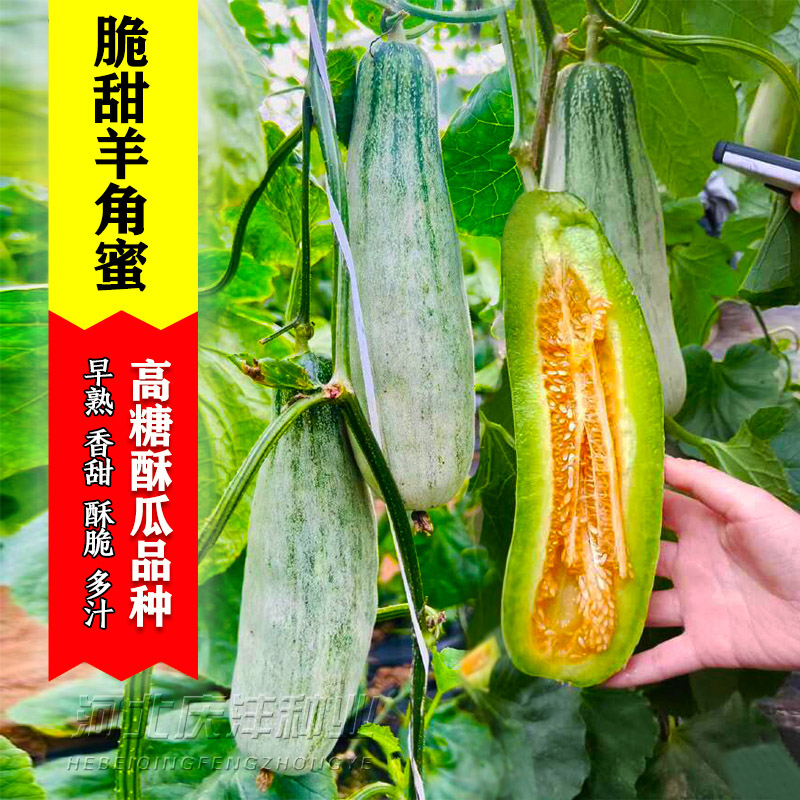 无品牌羊角蜜甜瓜种籽正宗山东羊角蜜超甜香瓜种孑博洋春四季种子