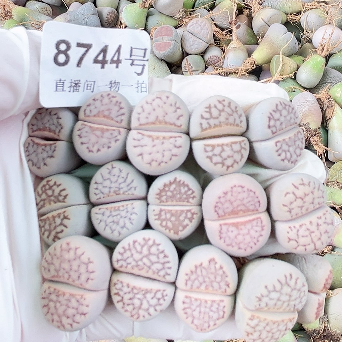 8744 好养易活生石花大母本15个