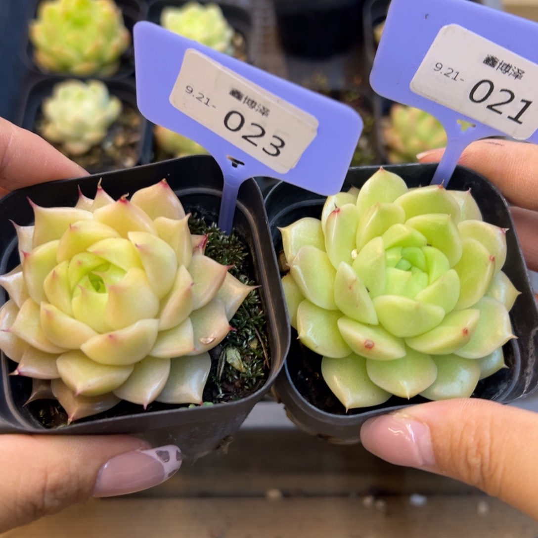 抹*?定向9.21-023 021两颗