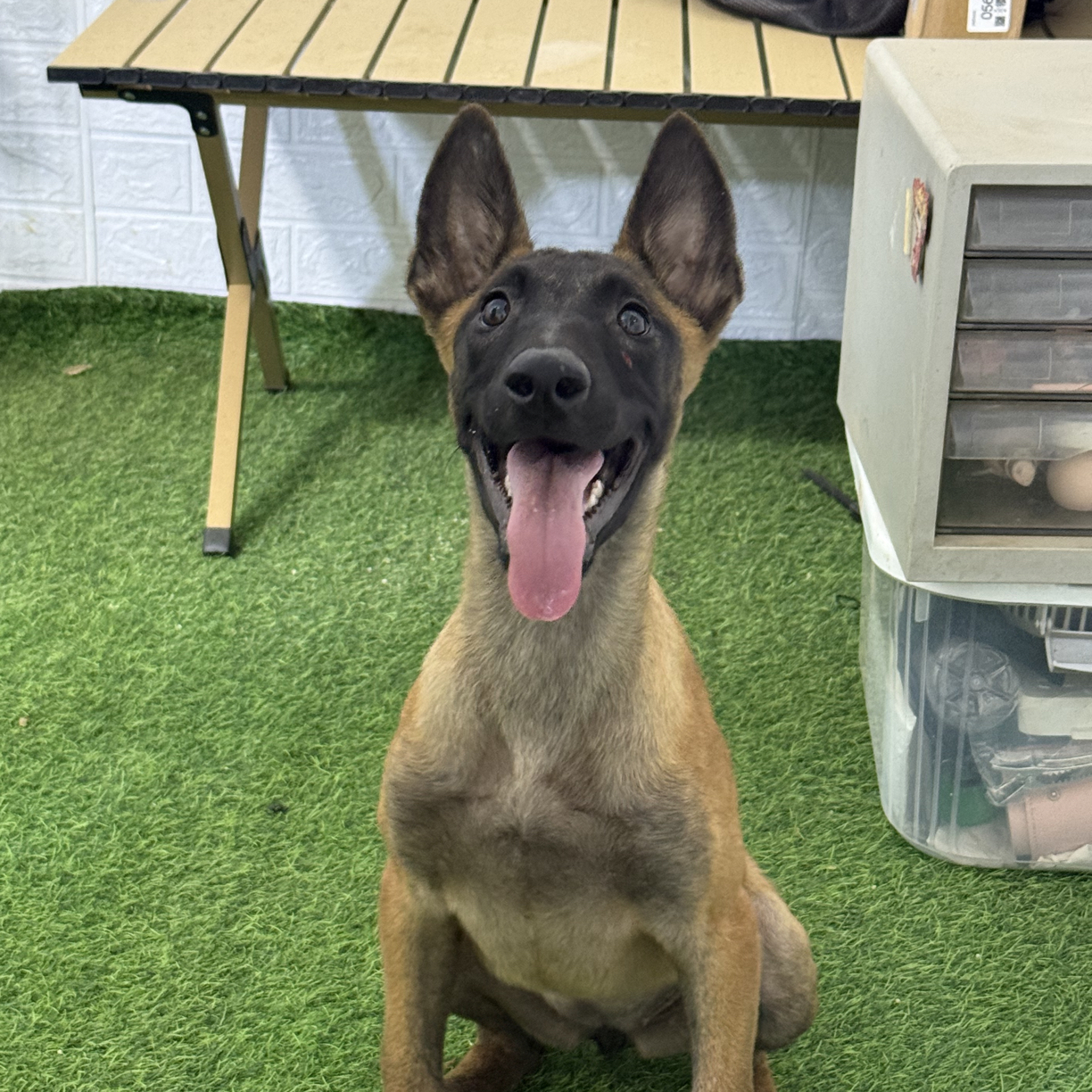 高品质小母马犬  双血统带芯片护照