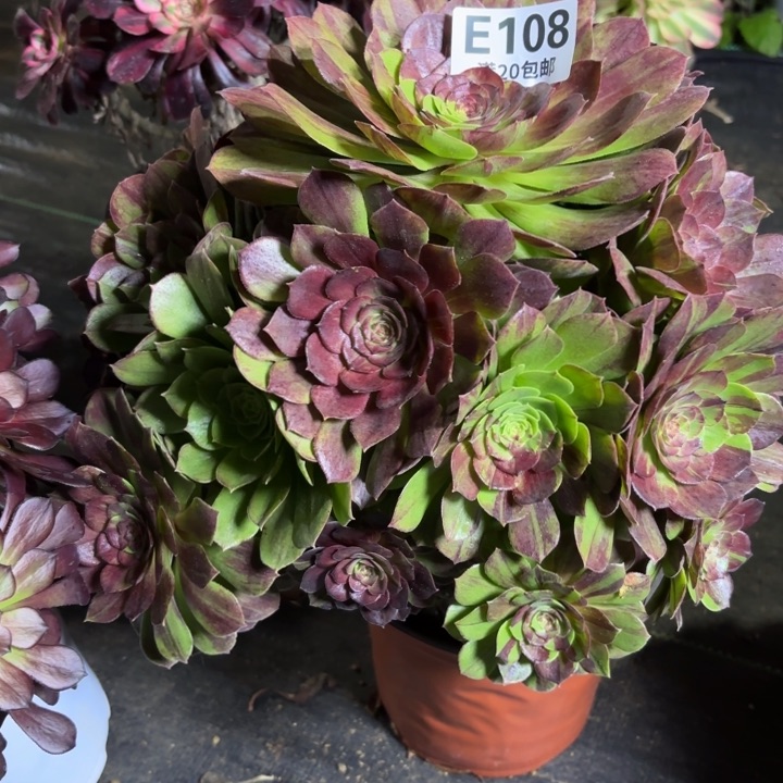 瑞妈一物一拍108