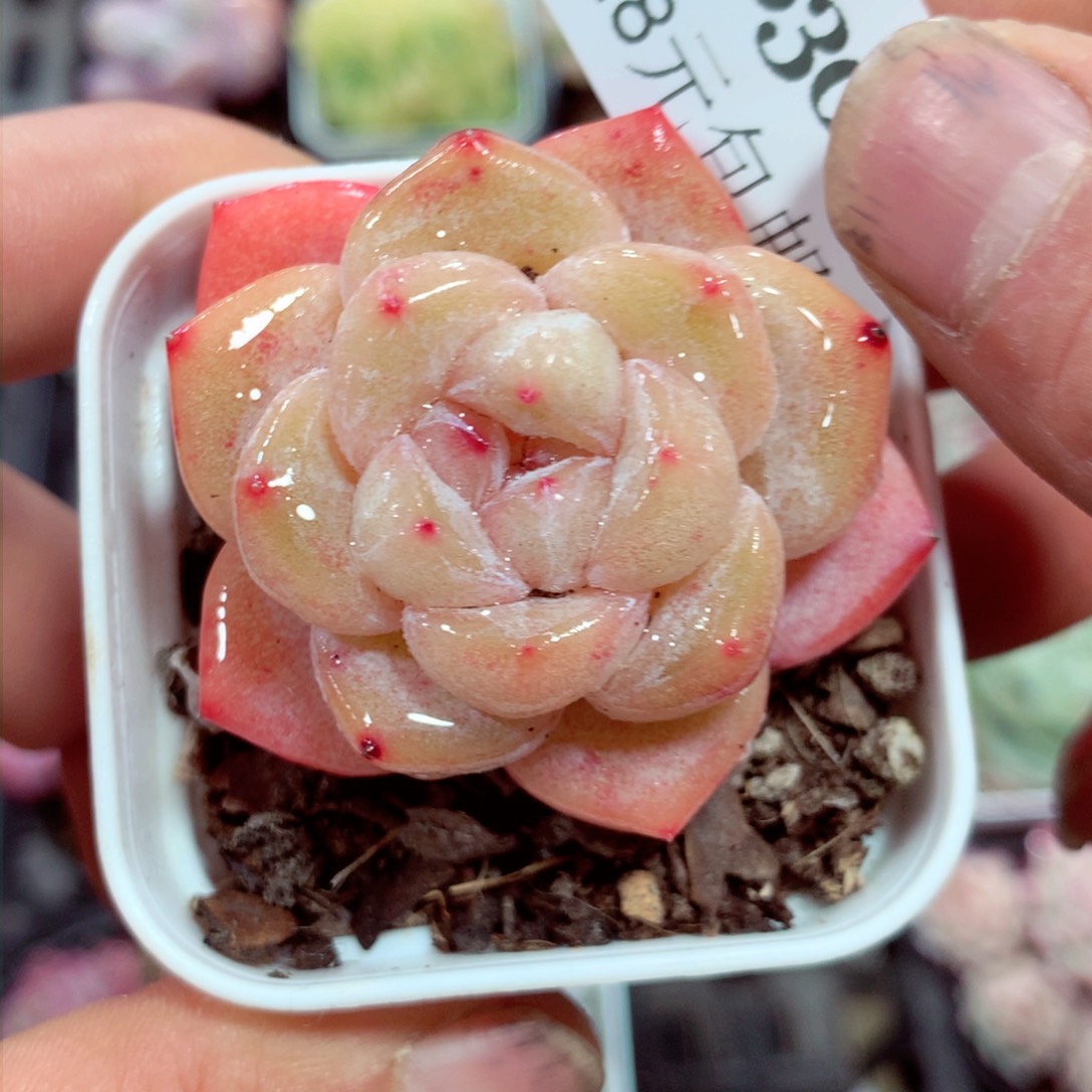5厘米盆精控多肉3830