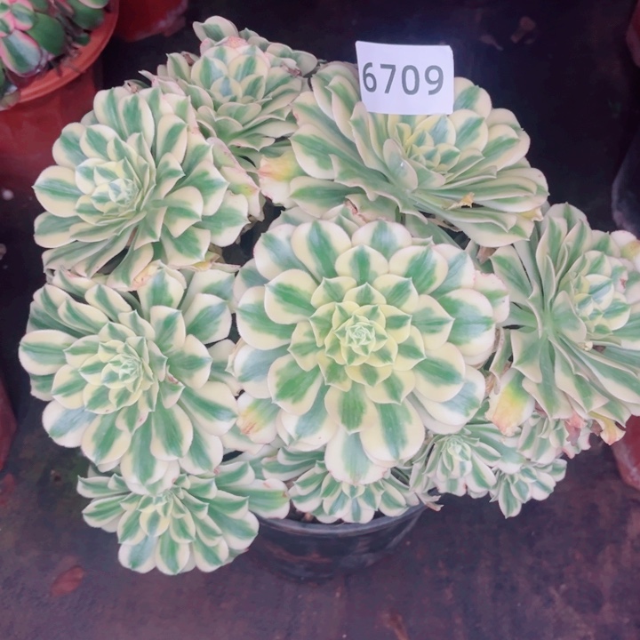 五***五迈巴赫缀不售后多肉