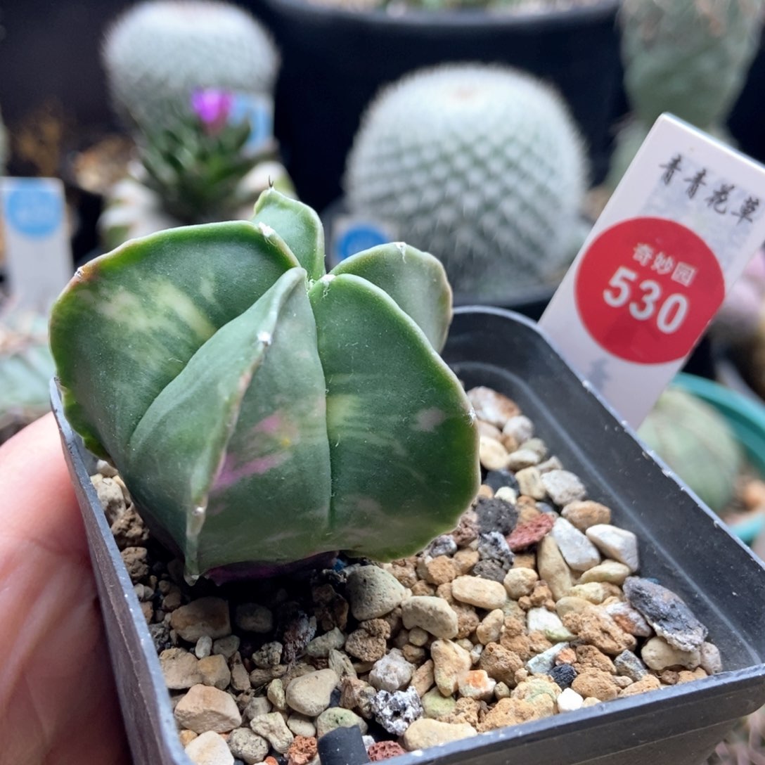 实生鸾凤玉锦一颗仙人球