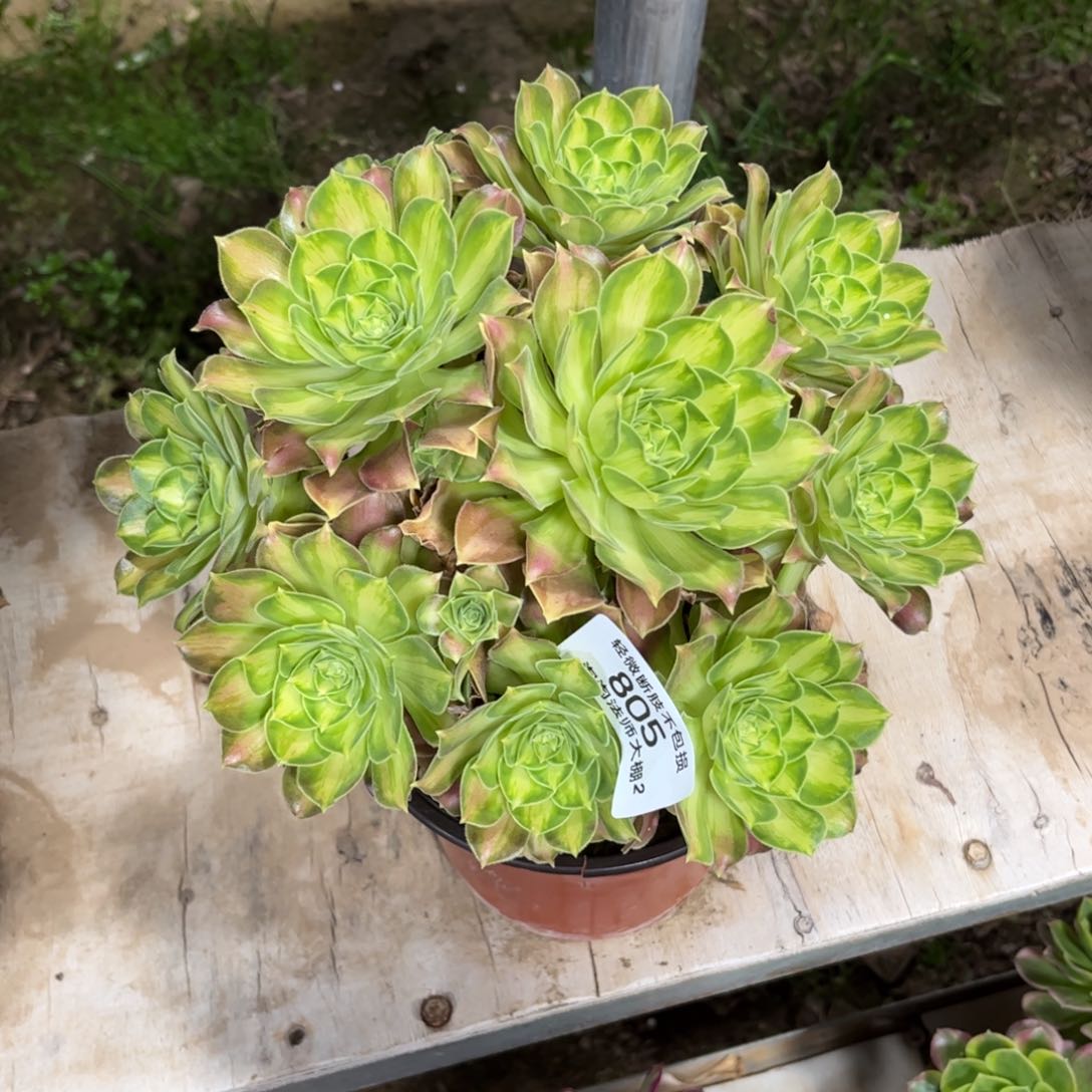 805韶华多肉植物法师